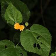 Image of Abutilon ramosum (Cav.) Guill.