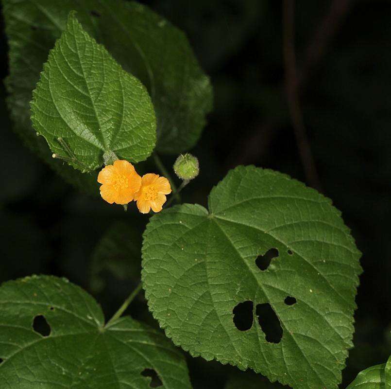 Imagem de Abutilon ramosum (Cav.) Guill.