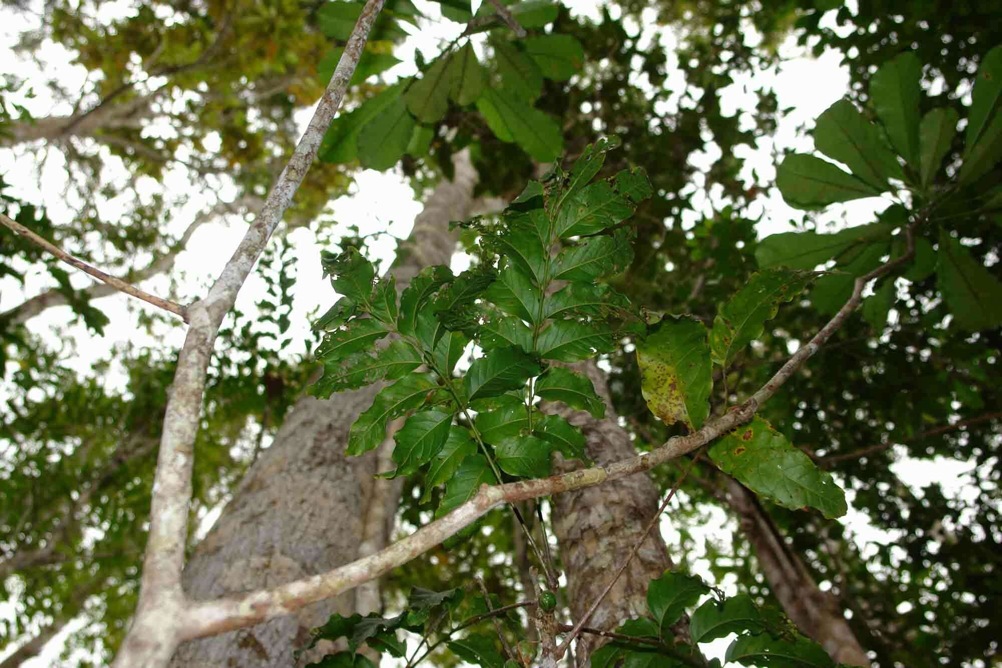 Image of Lepidocupania glomeriflora (Radlk.) Buerki, Callm., Munzinger & Lowry