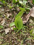 Image of Limestone Adder's-Tongue