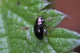 Image of beet flea beetle