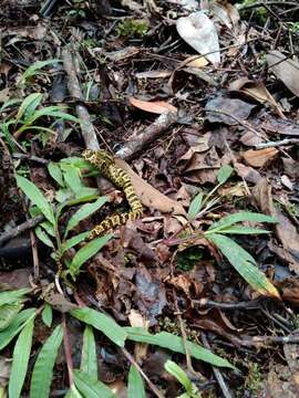 Image of Chocoan Forest Pit Viper