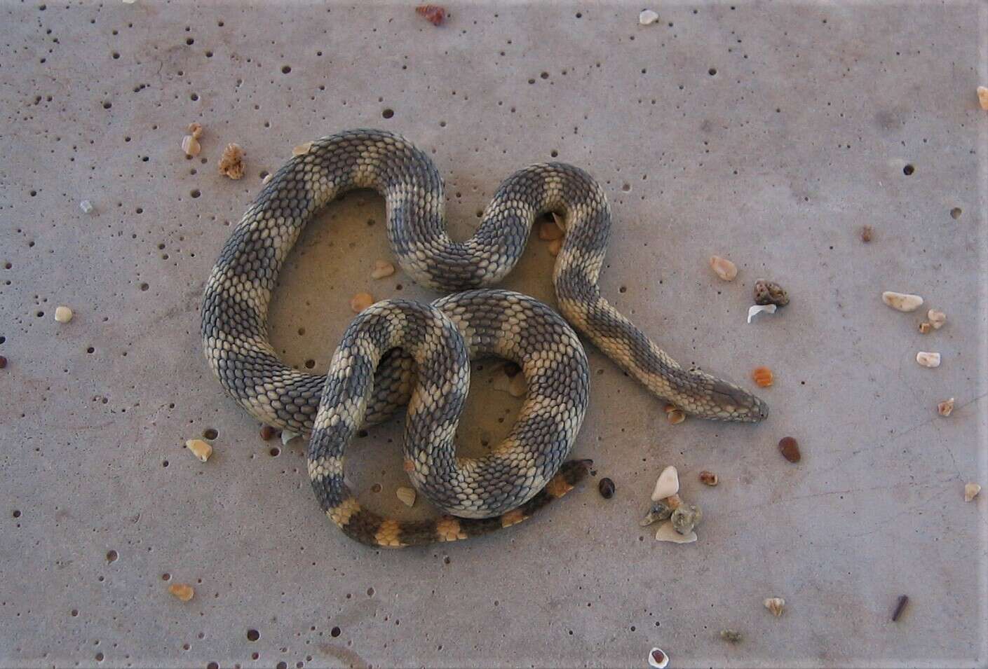 Image of North-western Mangrove Seasnake