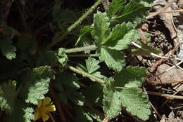 Image of whiteflower cinquefoil