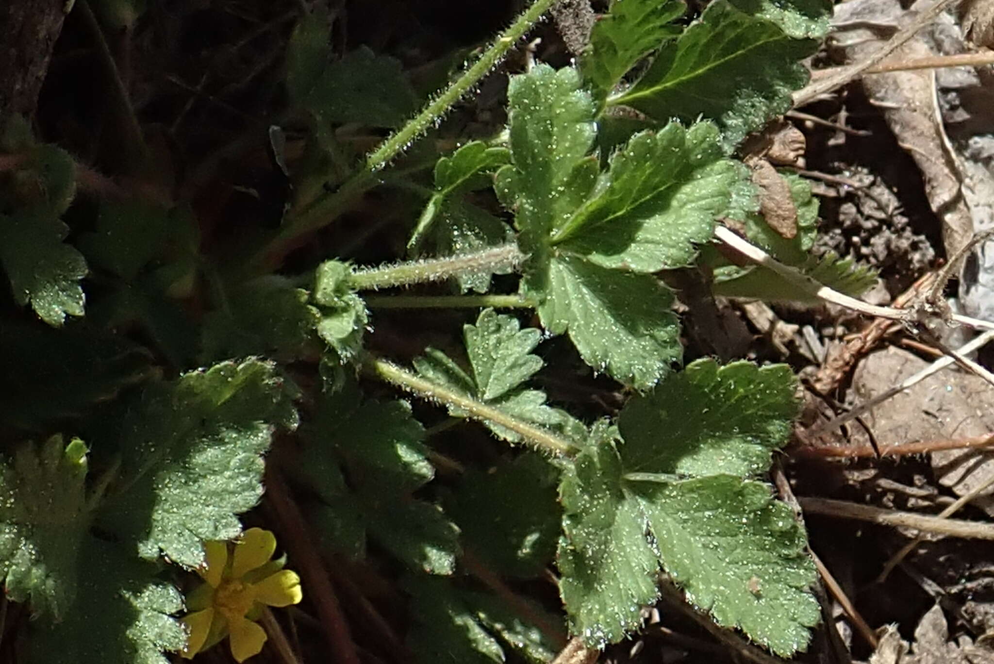 Слика од Potentilla albiflora L. Billiams