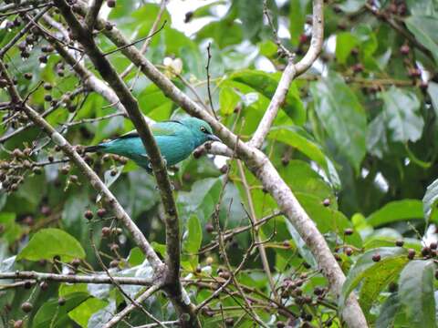 Image of Viridian Dacnis