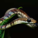 Image of Dendrelaphis chairecacos (F. Boie 1827)