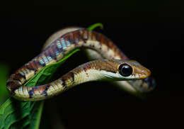 Image of Dendrelaphis chairecacos (F. Boie 1827)
