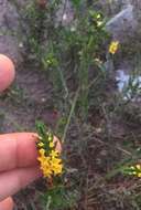 Image of Pineland Heliotrope