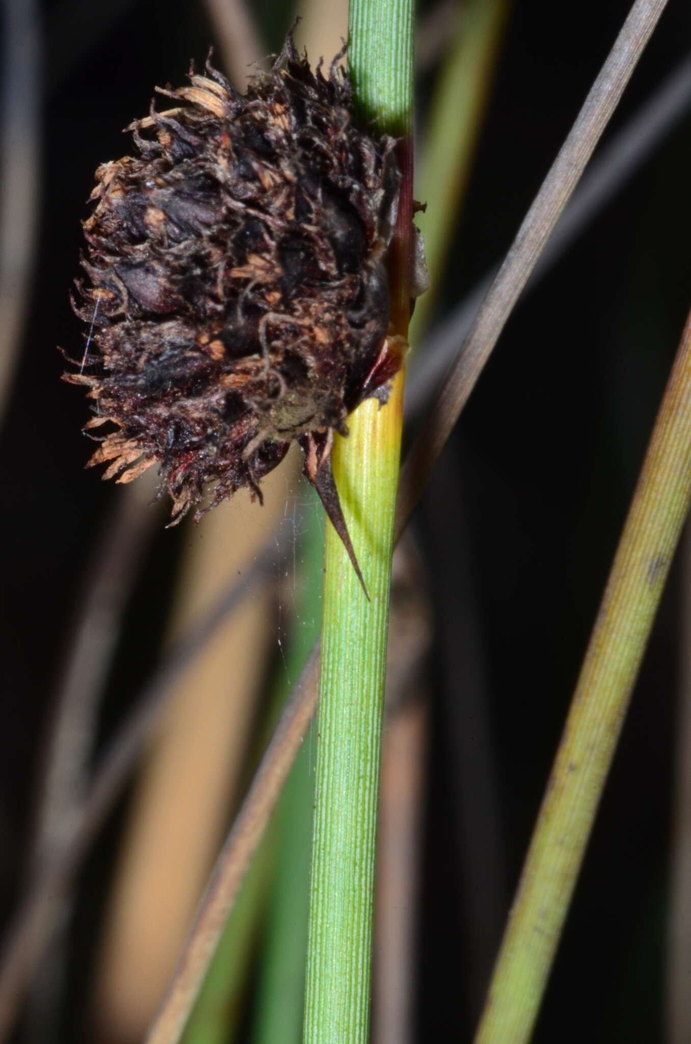 Image of Chorizandra australis K. L. Wilson