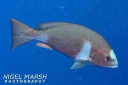 Image of Crimson snapper