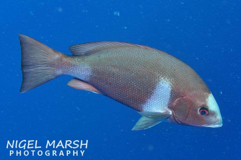 Image of Crimson snapper