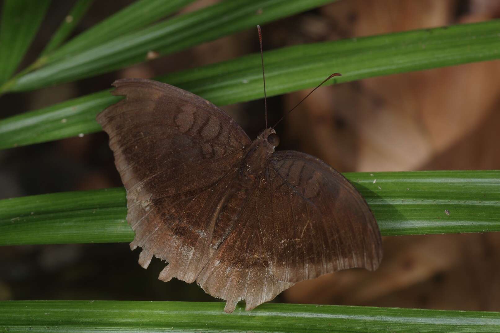 Image of Tanaecia lepidea Butler 1868