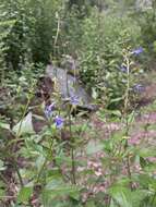 Image of desert indigo sage