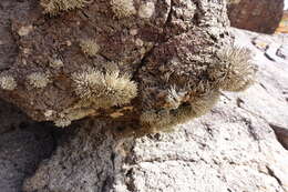 Image of roccella lichen