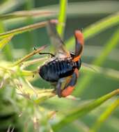 Cryptocephalus notatus Fabricius 1787 resmi