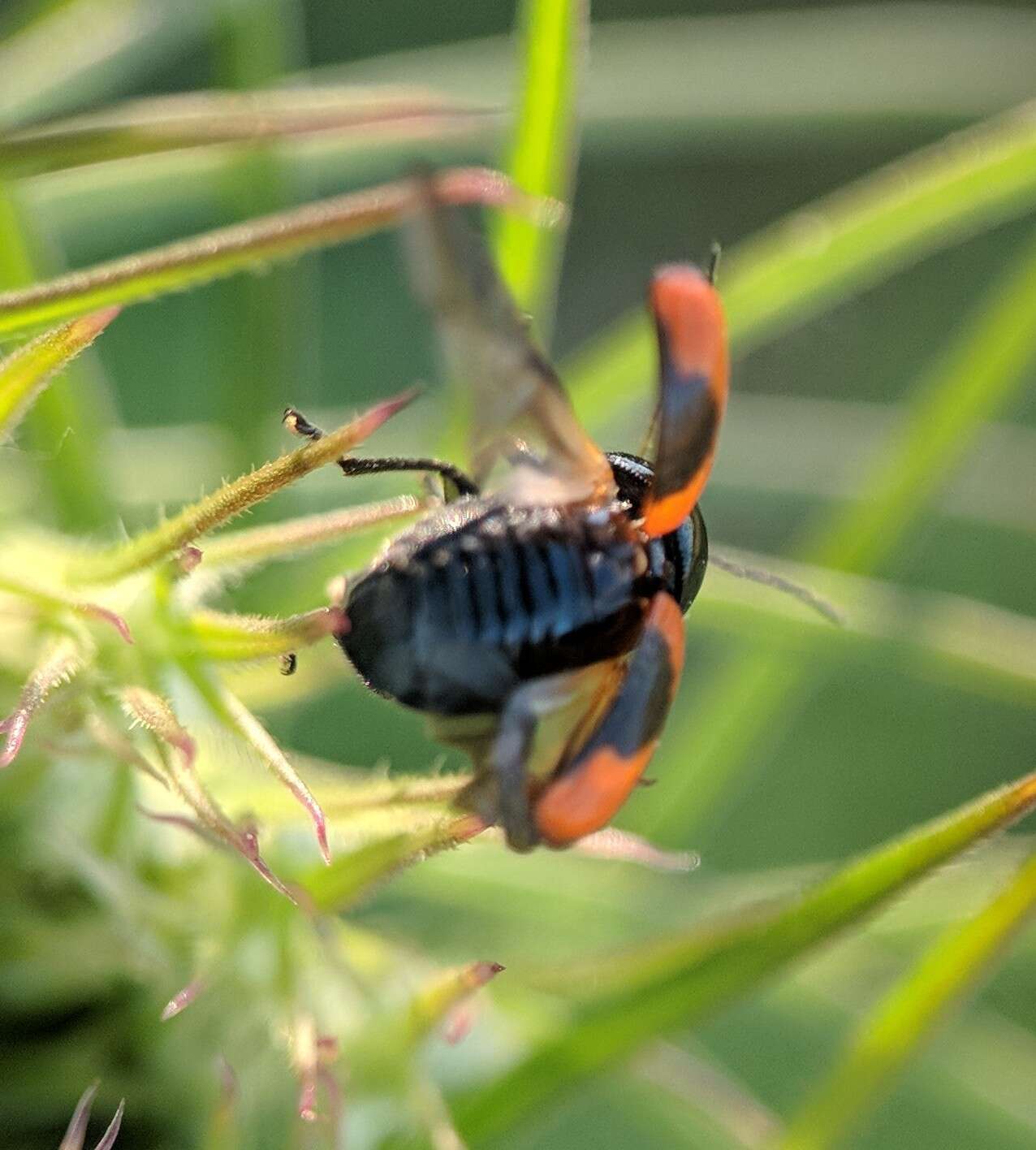 Cryptocephalus notatus Fabricius 1787 resmi