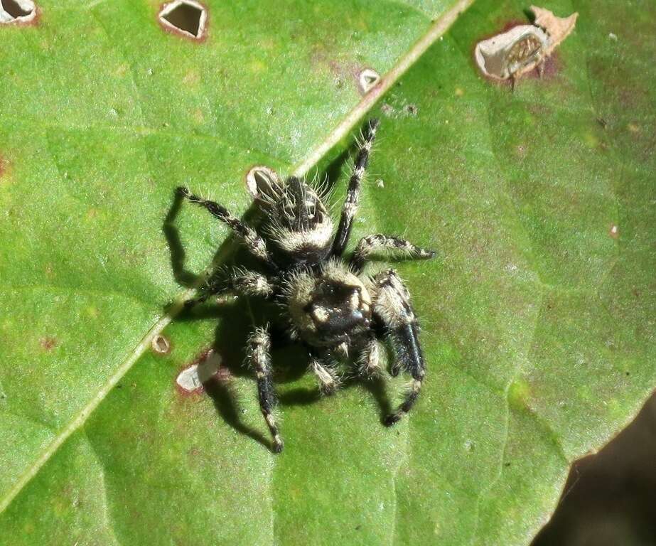 Phidippus otiosus (Hentz 1846)的圖片