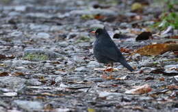 Image of Slaty-backed Nightingale-Thrush