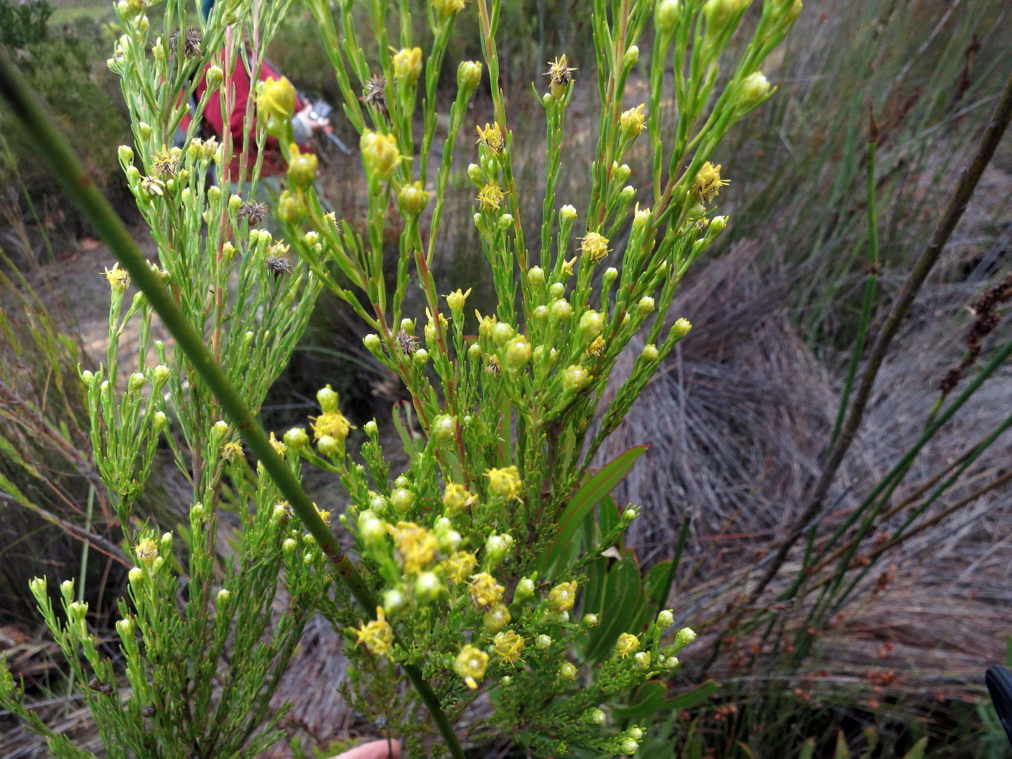 Image of Leucadendron olens I. Williams