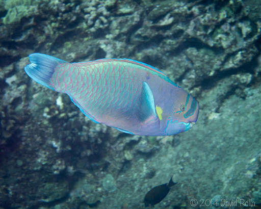 Chlorurus perspicillatus (Steindachner 1879) resmi