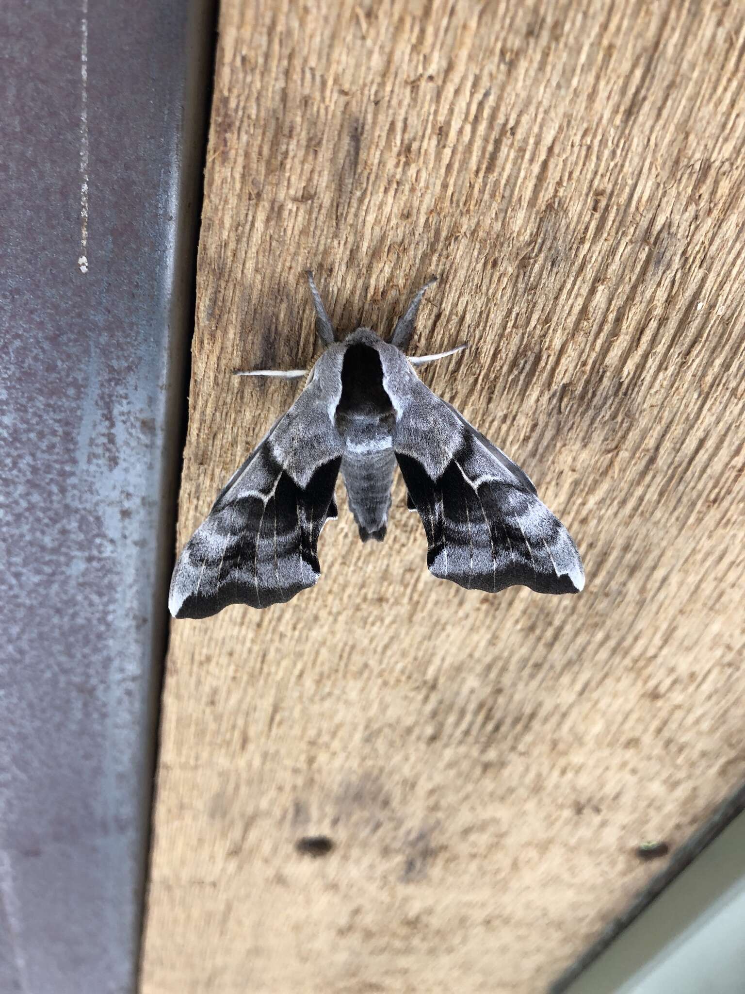 Image of One-eyed Sphinx, Eyed Hawk-moth