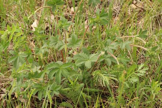 Image of Potentilla chrysantha Trev.