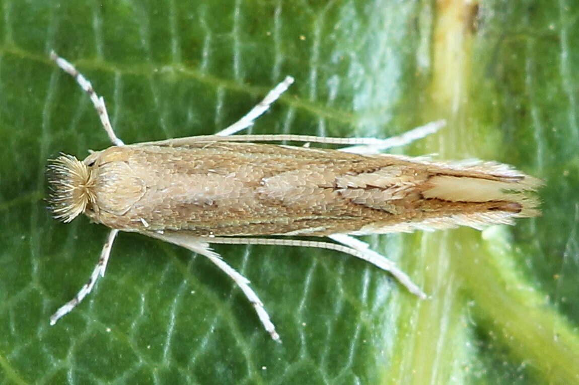 Phyllonorycter quercifoliella (Zeller 1839)的圖片