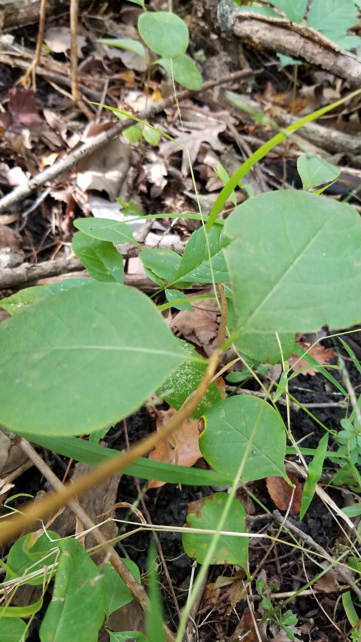 Image of grape honeysuckle