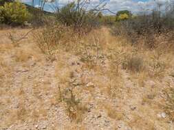 Imagem de Astragalus lentiginosus var. maricopae Barneby