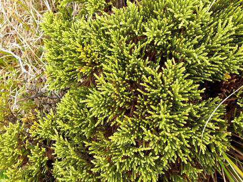 Image of Veronica tetragona subsp. subsimilis (Col.) Garn.-Jones