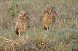 Image of Burrowing Owl