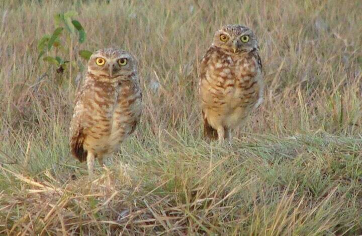 Image of Burrowing Owl