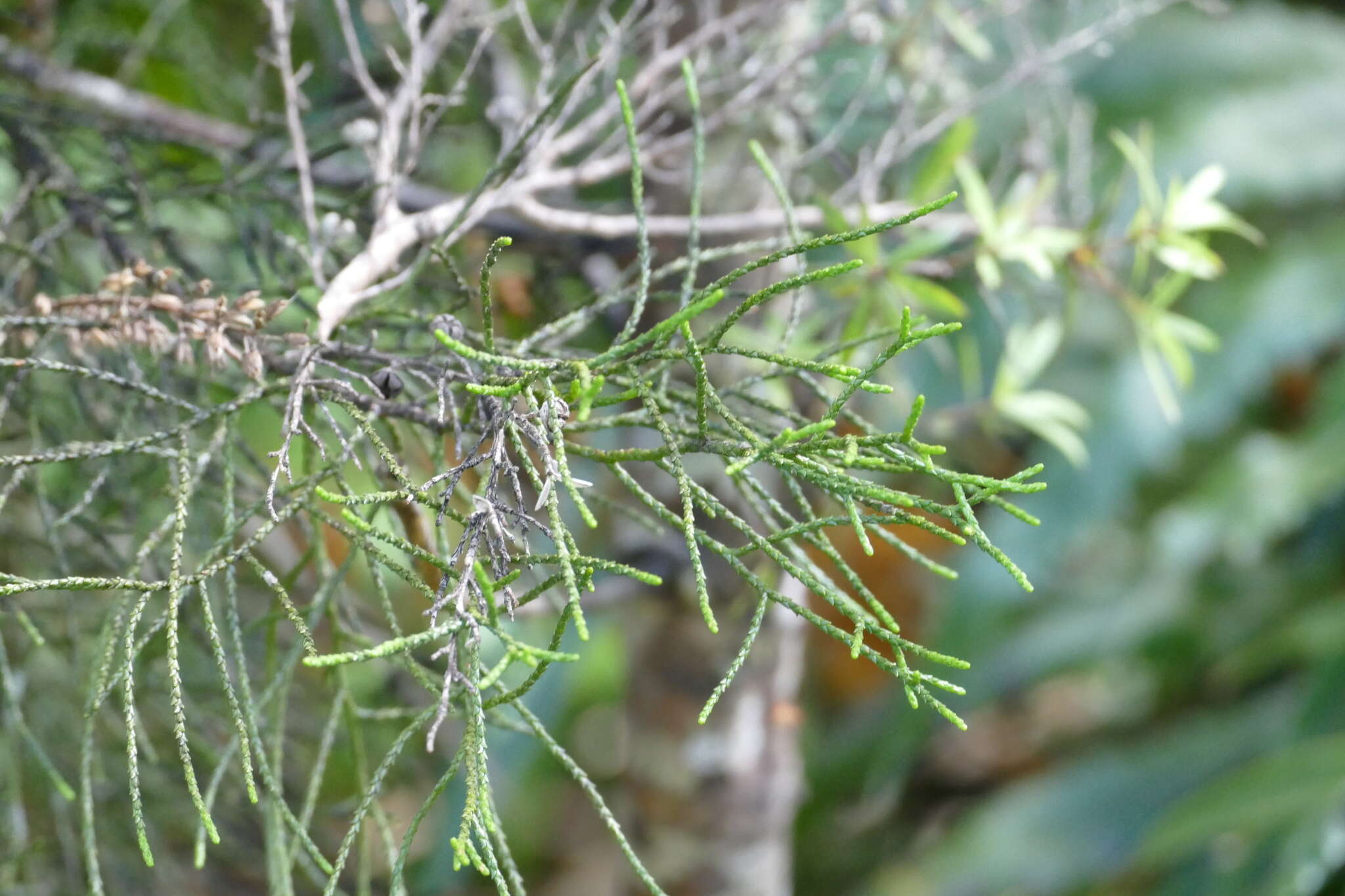 Image of Silver Pine