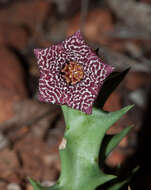 Image de Ceropegia keithii subsp. keithii