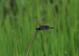 Image of Rhyothemis severini Ris 1913