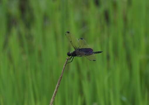 Image of Rhyothemis severini Ris 1913