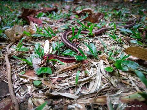 Image of Calliophis nigrotaeniatus (Peters 1863)