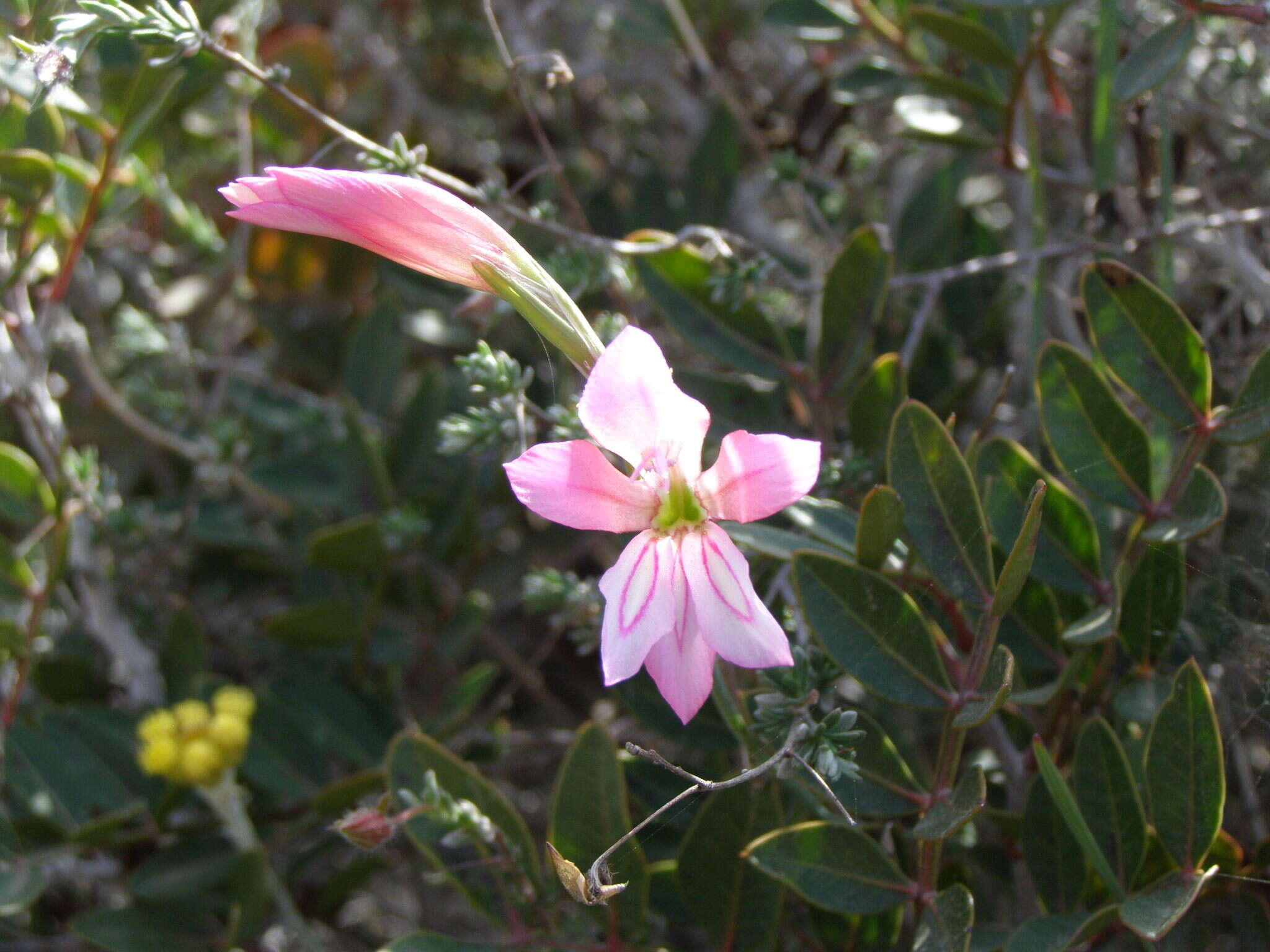 Imagem de Gladiolus triphyllus (Sm.) Ker Gawl.