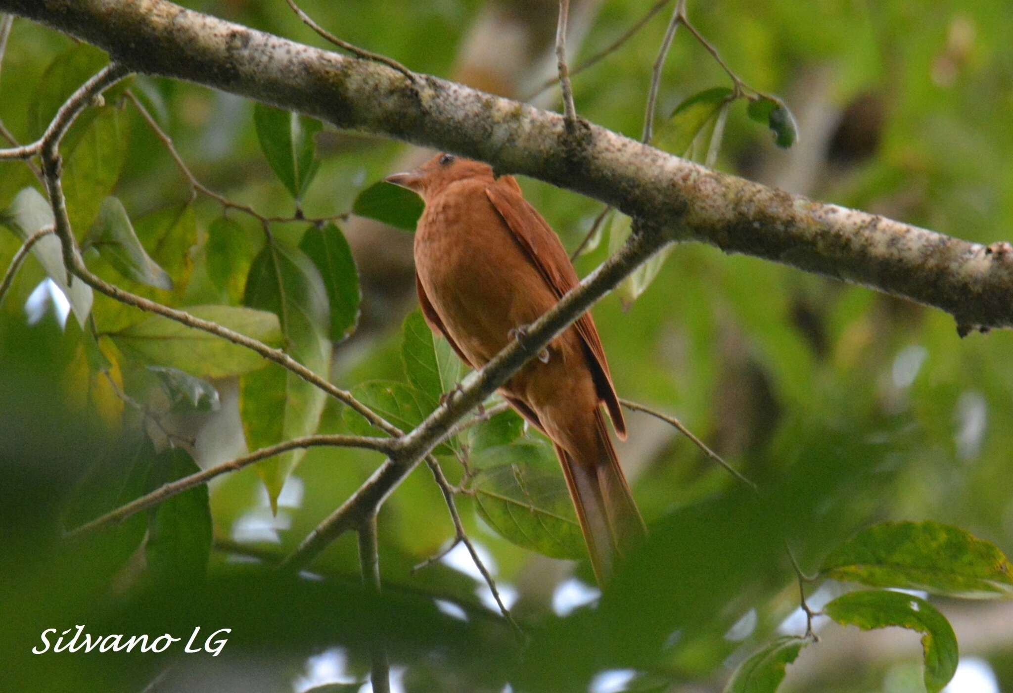 Image of Rufous Piha