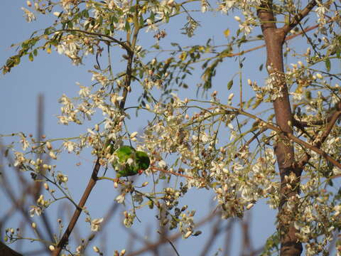 Image of Vernal Hanging Parrot