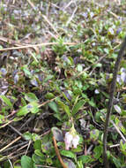 Image of bearberry