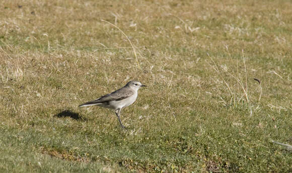 Image of Ochre-naped Ground Tyrant