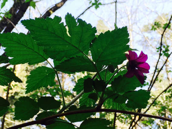 Image de Rubus spectabilis Pursh