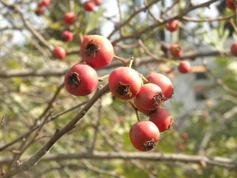 Image of Crataegus sinaica Boiss.