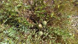 Image de Cirsium quercetorum (A. Gray) Jepson