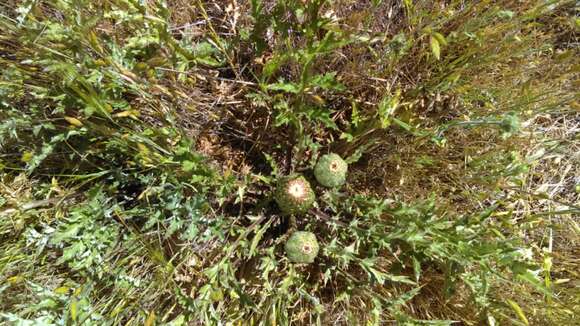 Sivun Cirsium quercetorum (A. Gray) Jepson kuva