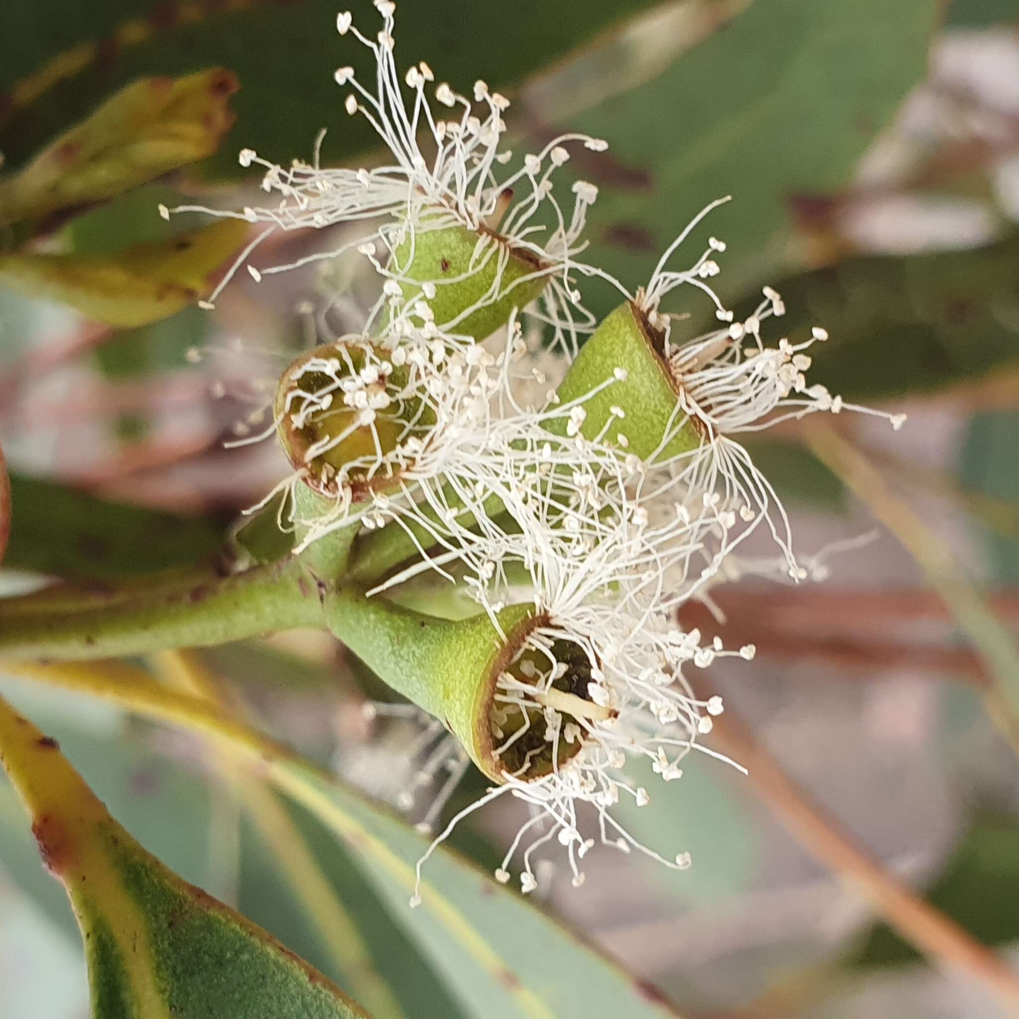 Image of Eucalyptus umbra F. Müll. ex R. T. Baker