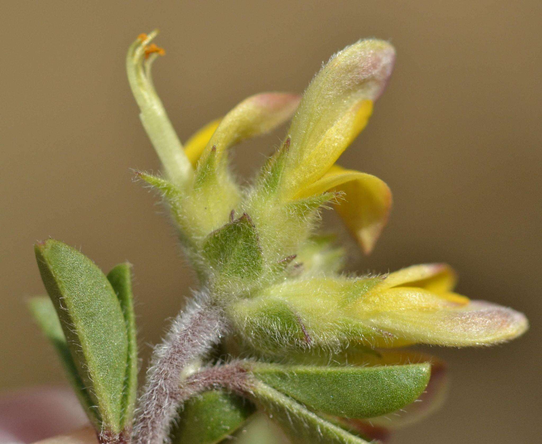 Image of Russet Lotononis