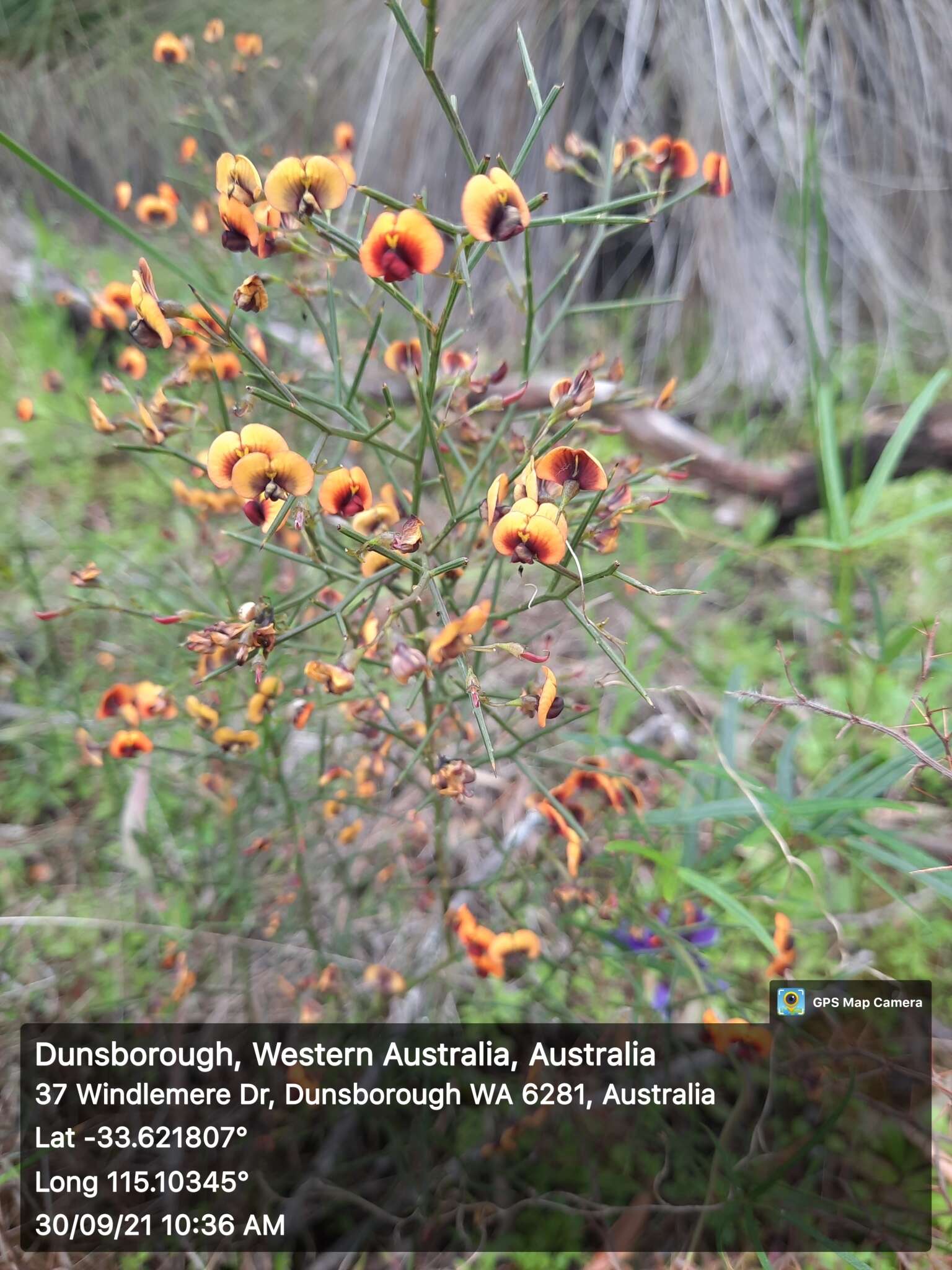 Imagem de Daviesia divaricata Benth.